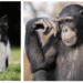 Which Animals Are the Smartest? Here’s the Ranking