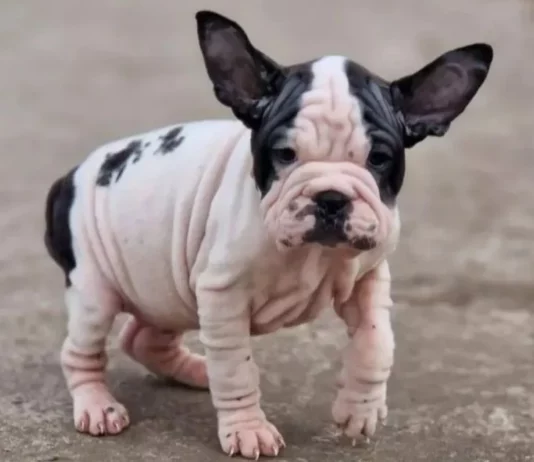 Here are the 23 Newest Dog Breeds Taking Over the World in 2025