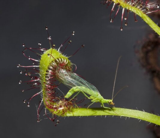 Meat-Eating Plants: 30 Natural Predators Hiding in Plain Sight