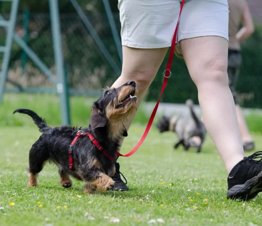 Ranked: The 40 Smartest, Easiest-to-Train Puppies You’ll Want as Your Next Dog!