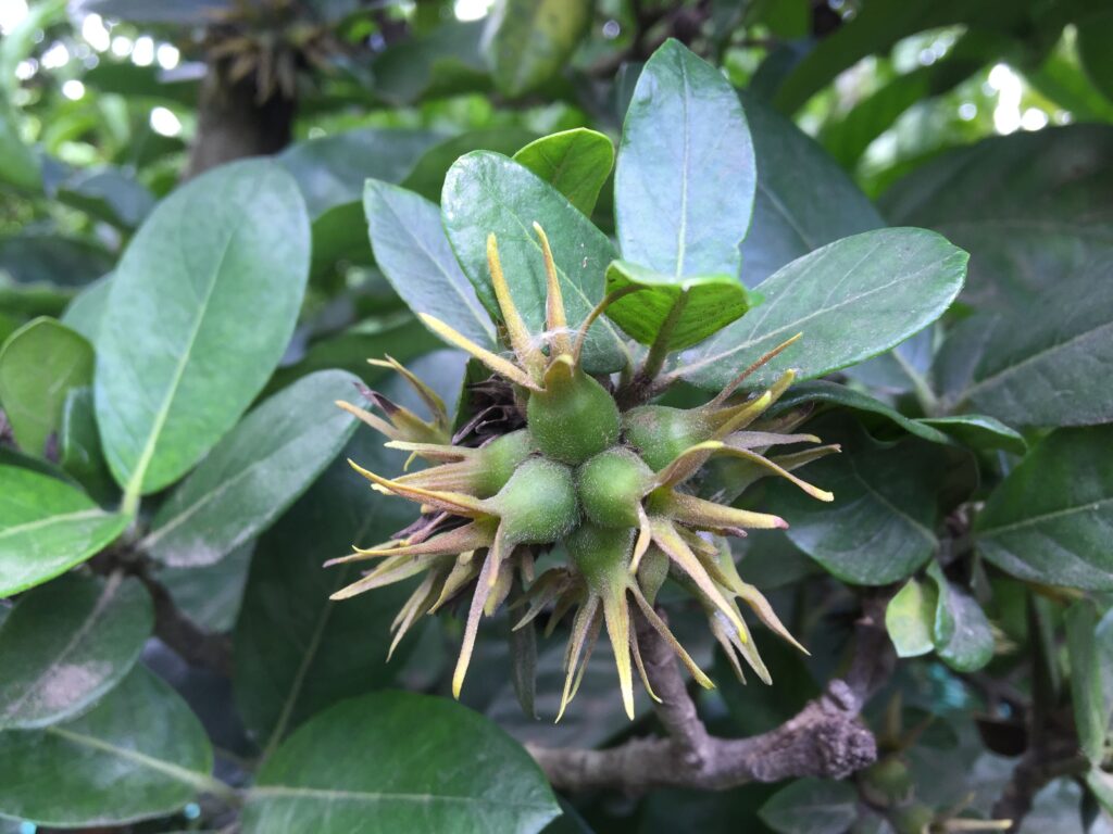 How Fruits Looked Before Humans Got Involved