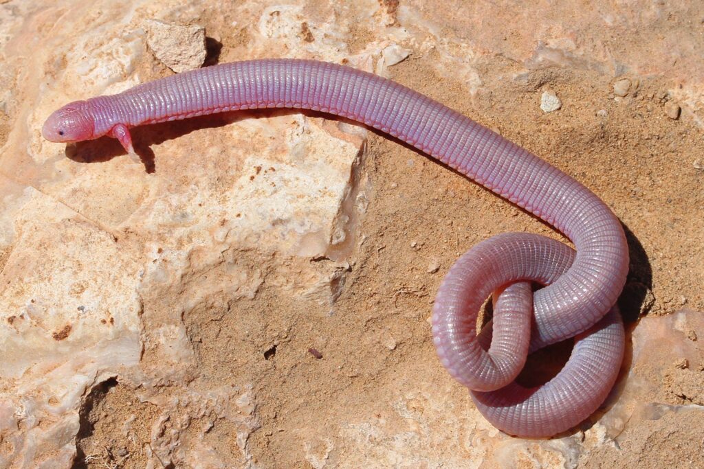 Dark Dwellers: 32 Blind Animals That Turned Darkness Into Their Superpower