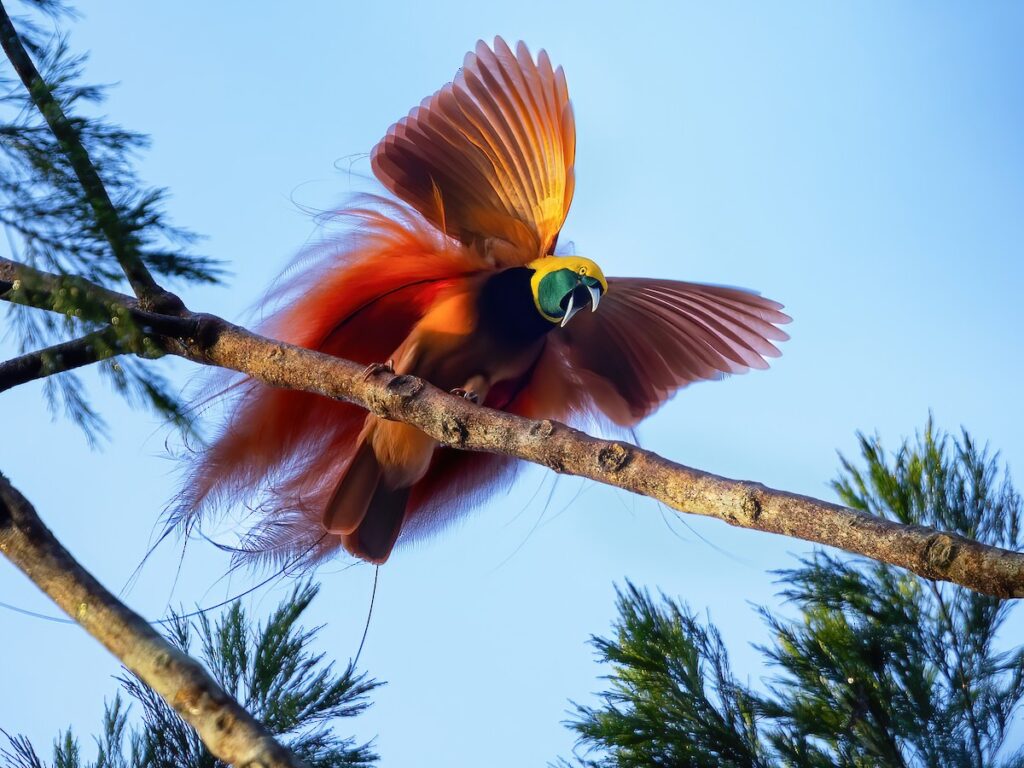 From Courtship to Choreography: 33 Fascinating Birds That Mastered the Art of Dance