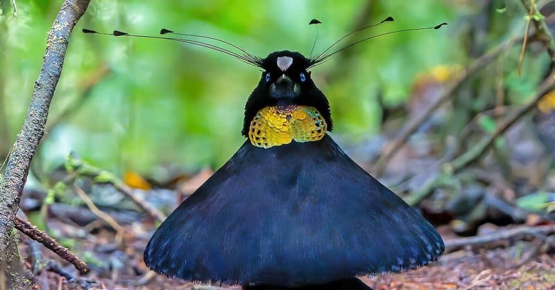 Prancing Bird From Courtship to Choreography: 33 Fascinating Birds That Mastered the ...