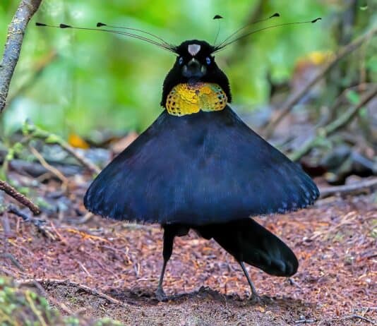 From Courtship to Choreography: 33 Fascinating Birds That Mastered the Art of Dance