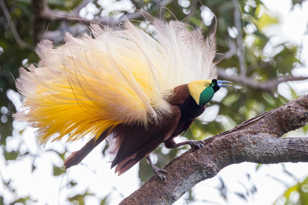 From Courtship to Choreography: 33 Fascinating Birds That Mastered the Art of Dance
