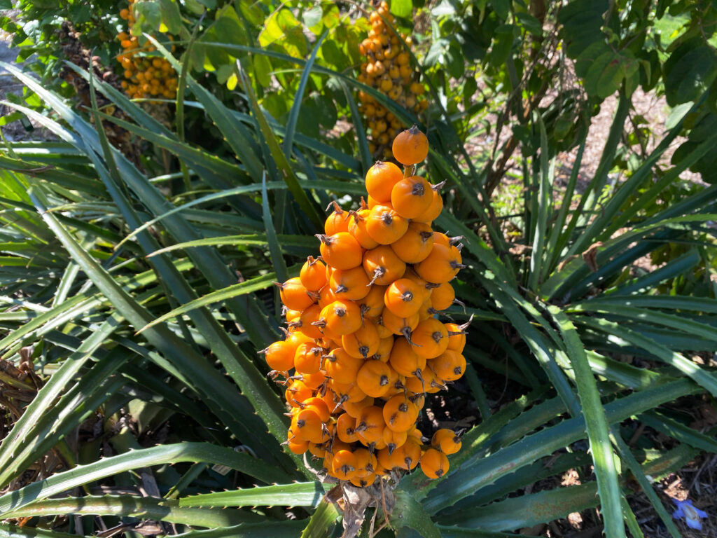 How Fruits Looked Before Humans Got Involved