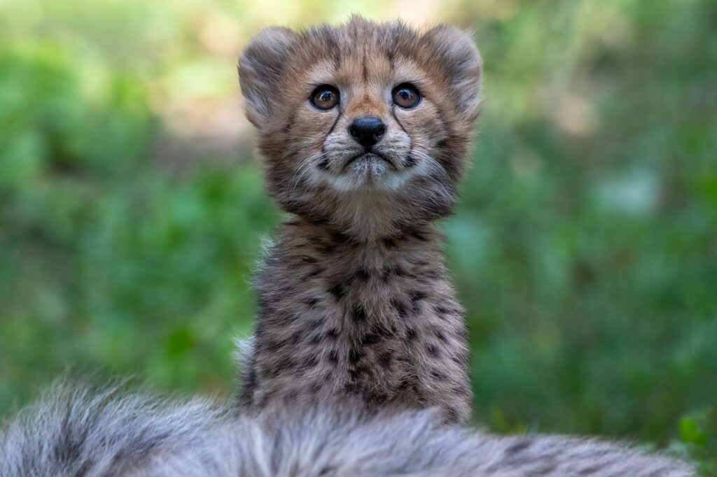 Tiny Paws and Fuzzy Faces: 40 Baby Animals That&#8217;ll Make Your Heart Skip a Beat