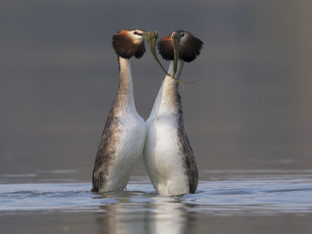 From Courtship to Choreography: 33 Fascinating Birds That Mastered the Art of Dance