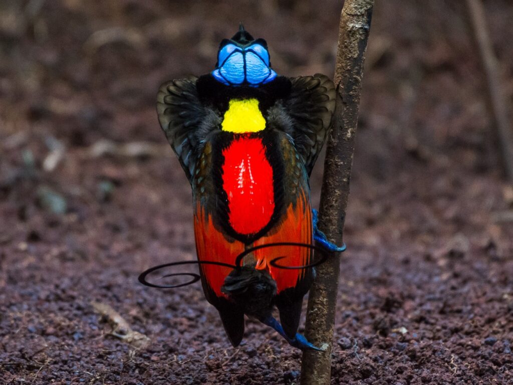 From Courtship to Choreography: 33 Fascinating Birds That Mastered the Art of Dance