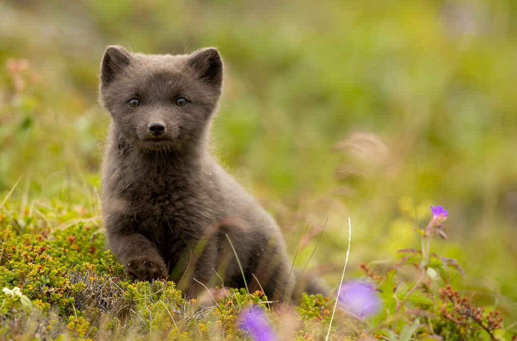 Tiny Paws and Fuzzy Faces: 40 Baby Animals That&#8217;ll Make Your Heart Skip a Beat