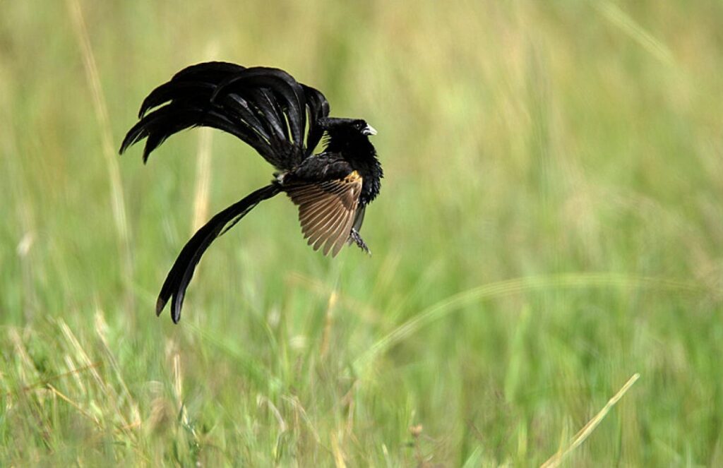 From Courtship to Choreography: 33 Fascinating Birds That Mastered the Art of Dance