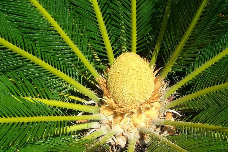 Are These Worth The Risk? The Most Toxic Foods People Still Dare To Eat