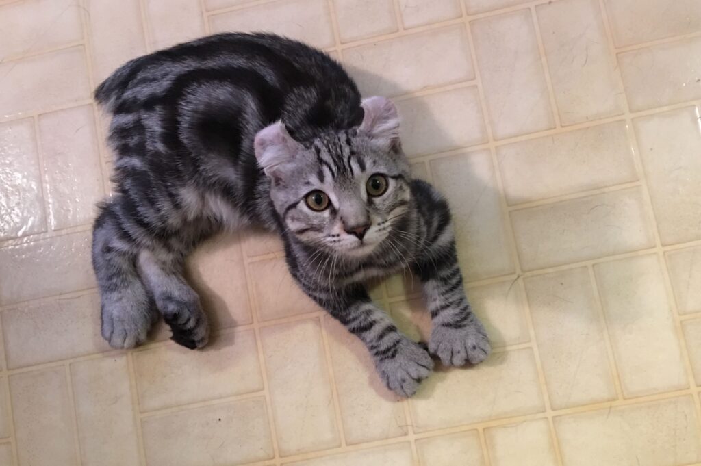 The Newest Cats in Town: 25 Recently Developed Breeds Stealing Hearts