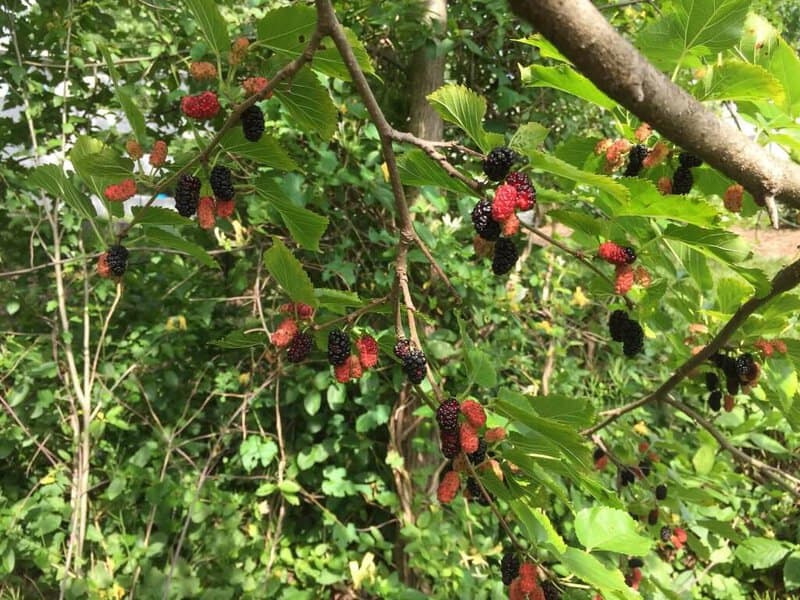 How Fruits Looked Before Humans Got Involved