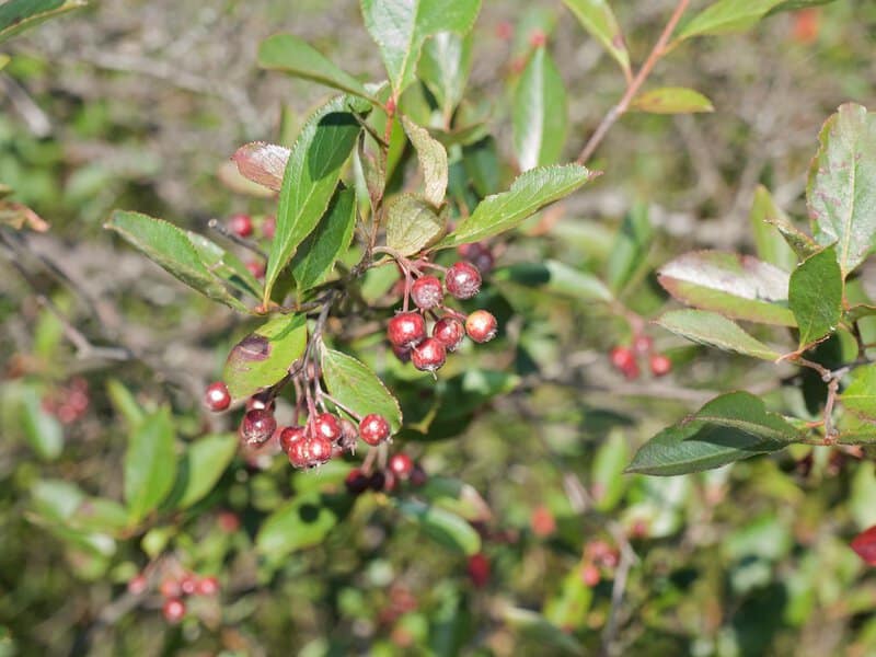 How Fruits Looked Before Humans Got Involved