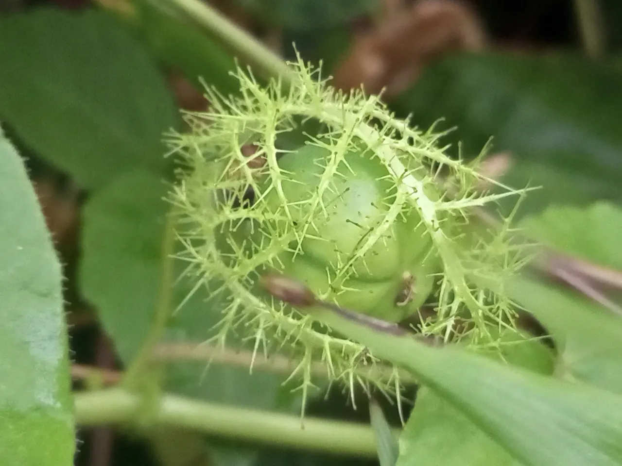 How Fruits Looked Before Humans Got Involved