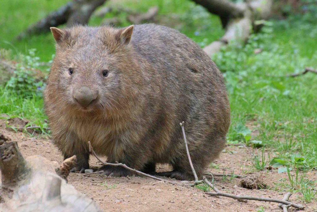 Tiny Paws and Fuzzy Faces: 40 Baby Animals That&#8217;ll Make Your Heart Skip a Beat