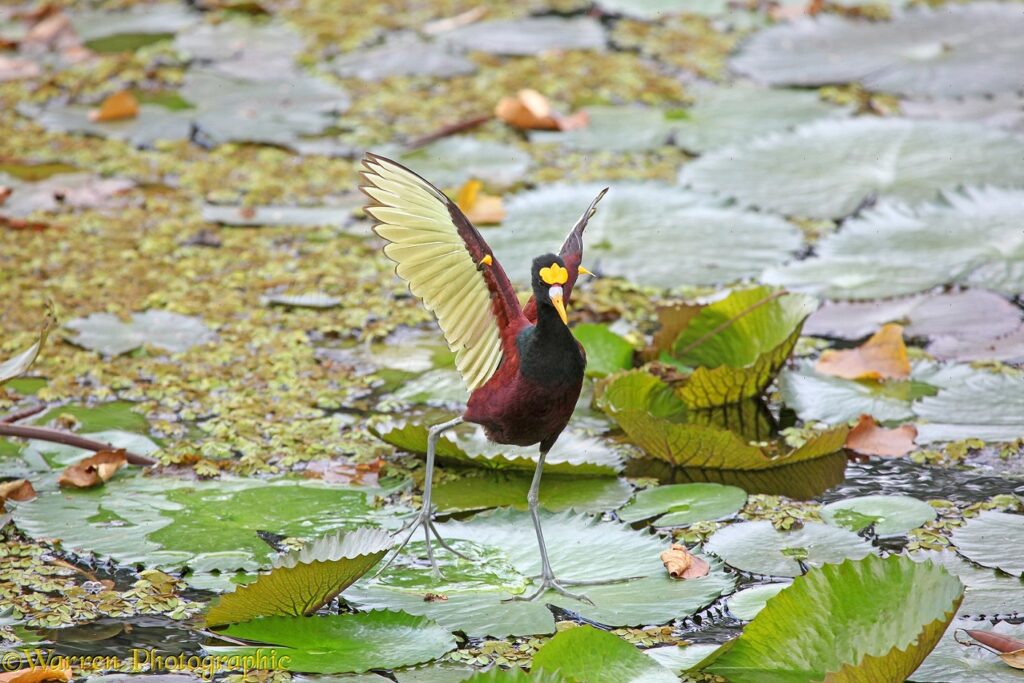 From Courtship to Choreography: 33 Fascinating Birds That Mastered the Art of Dance