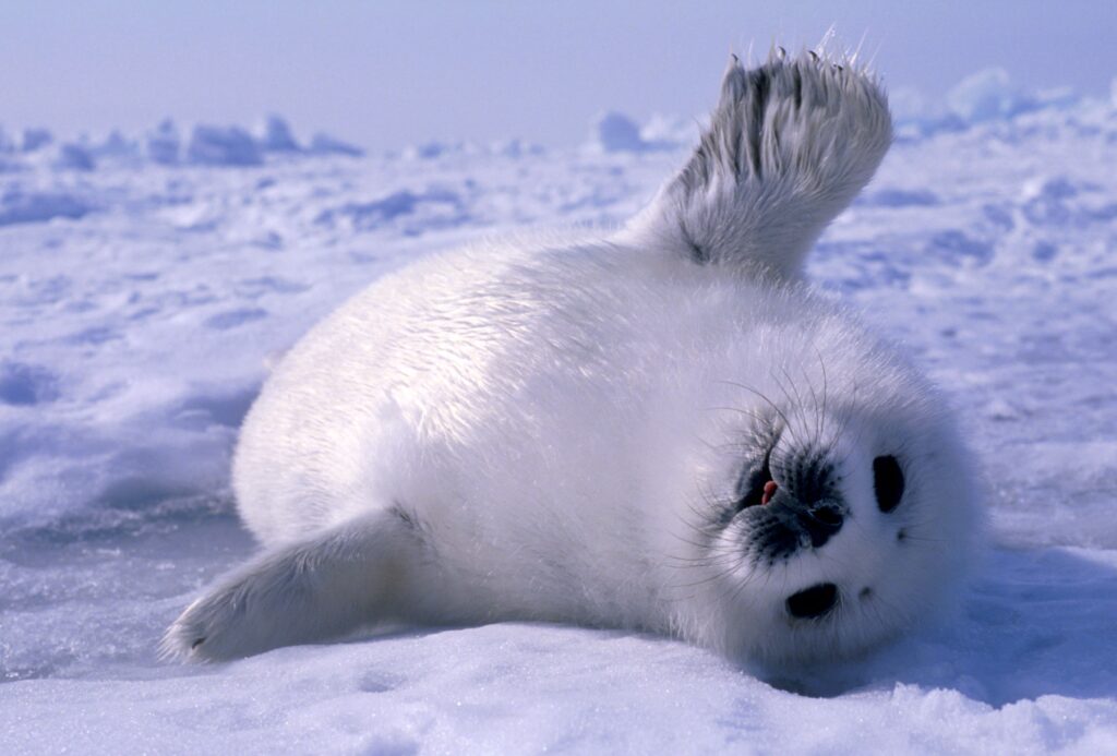 Tiny Paws and Fuzzy Faces: 40 Baby Animals That&#8217;ll Make Your Heart Skip a Beat