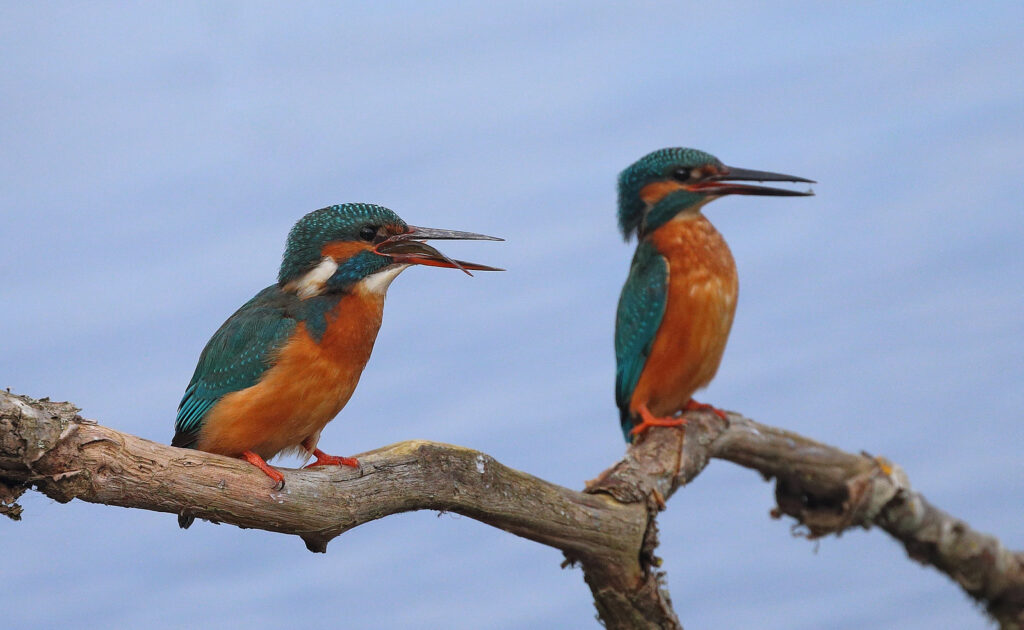 From Courtship to Choreography: 33 Fascinating Birds That Mastered the Art of Dance