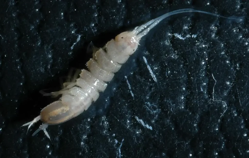 Dark Dwellers: 32 Blind Animals That Turned Darkness Into Their Superpower