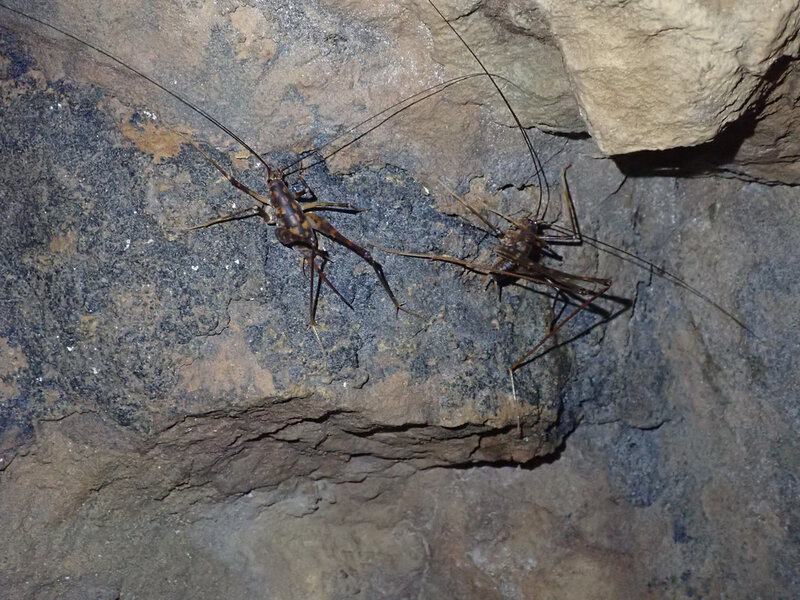 Dark Dwellers: 32 Blind Animals That Turned Darkness Into Their Superpower