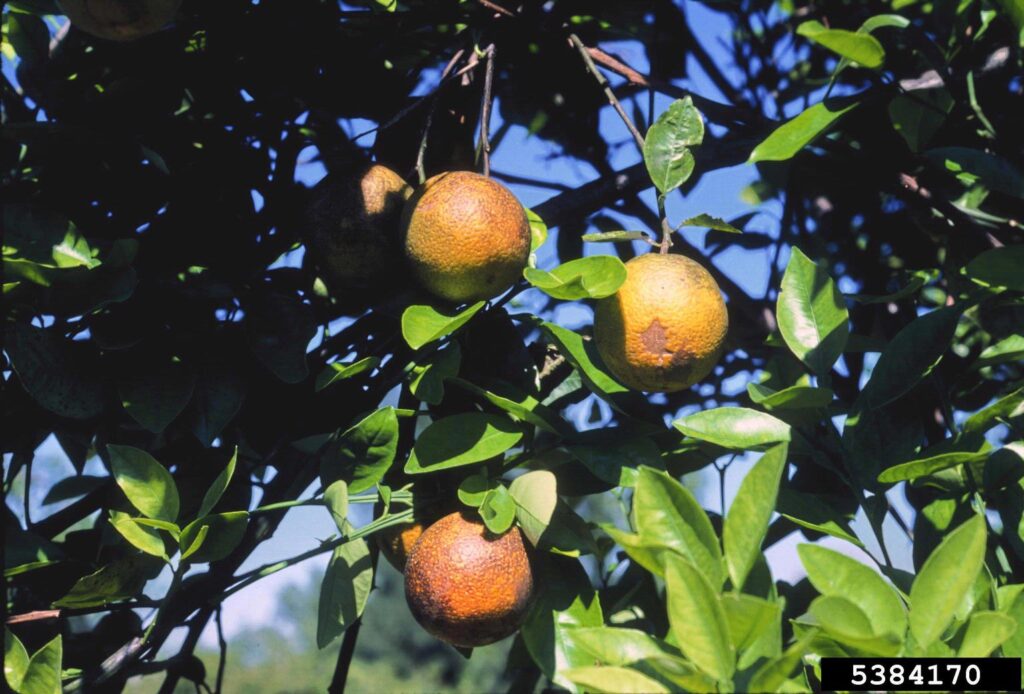 How Fruits Looked Before Humans Got Involved