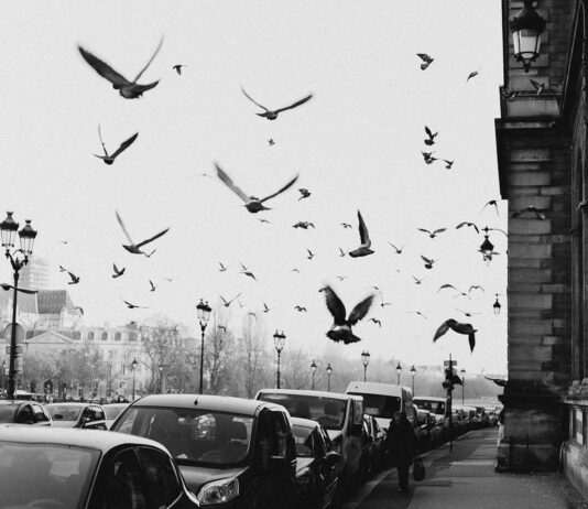 35 Animals That Detect Natural Disasters First