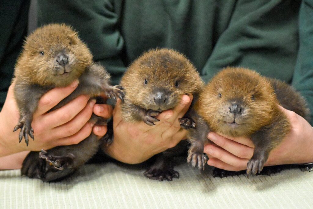 Tiny Paws and Fuzzy Faces: 40 Baby Animals That&#8217;ll Make Your Heart Skip a Beat