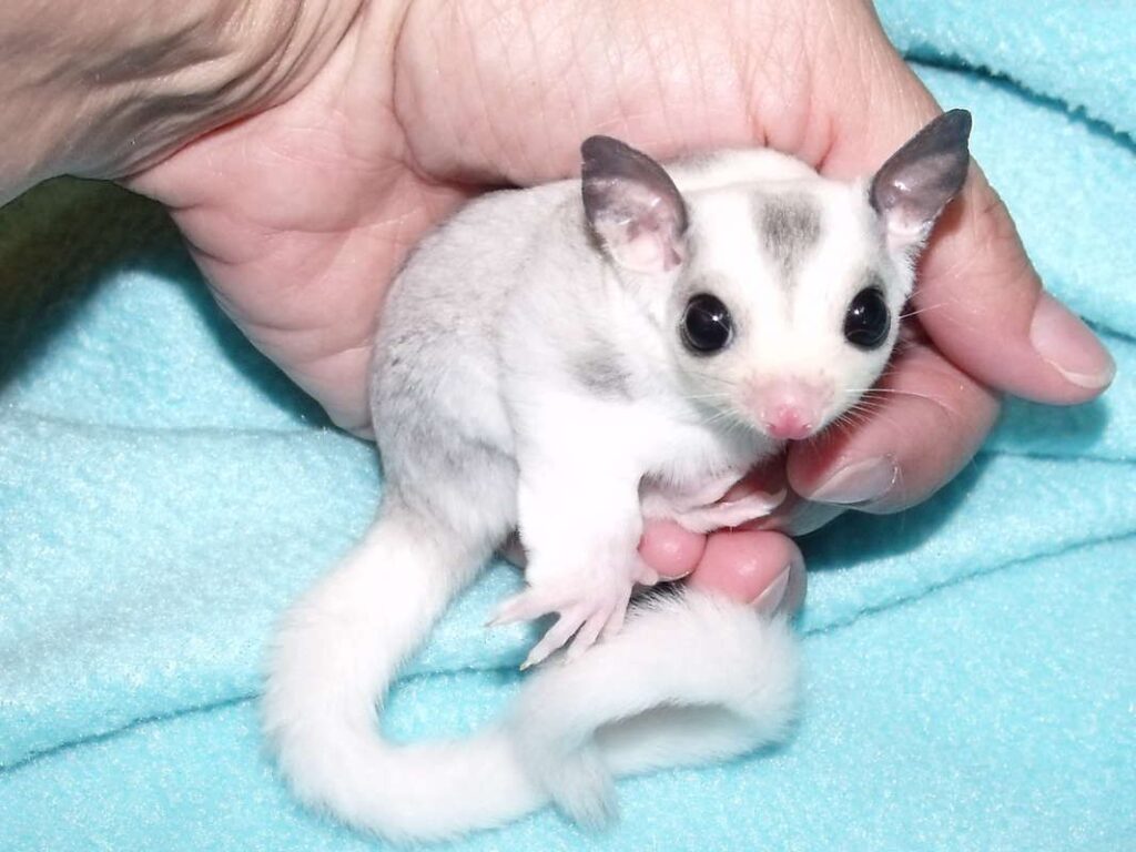 Tiny Paws and Fuzzy Faces: 40 Baby Animals That&#8217;ll Make Your Heart Skip a Beat