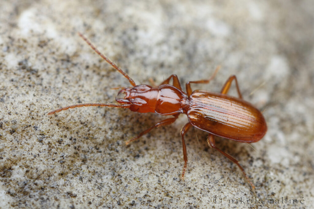 Dark Dwellers: 32 Blind Animals That Turned Darkness Into Their Superpower