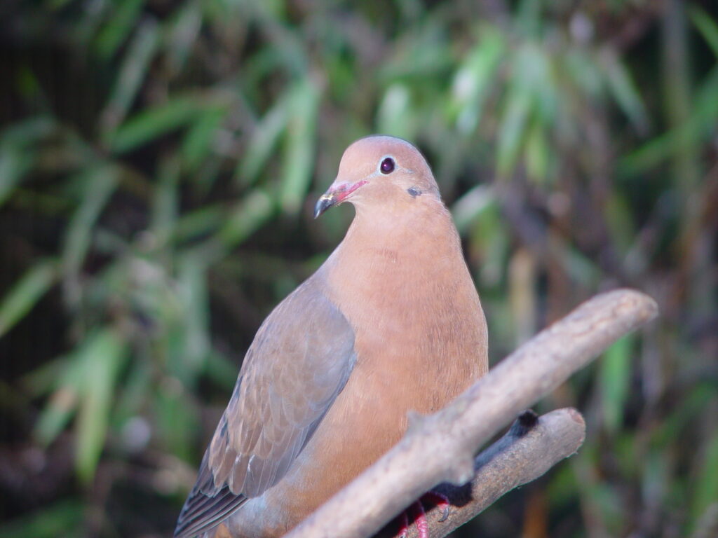 37 of the Rarest Animals That Live Nowhere Else on Earth