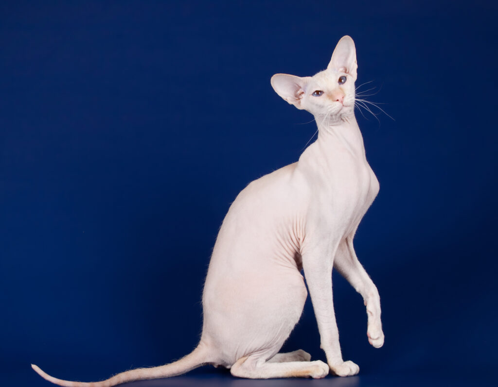 The Newest Cats in Town: 25 Recently Developed Breeds Stealing Hearts