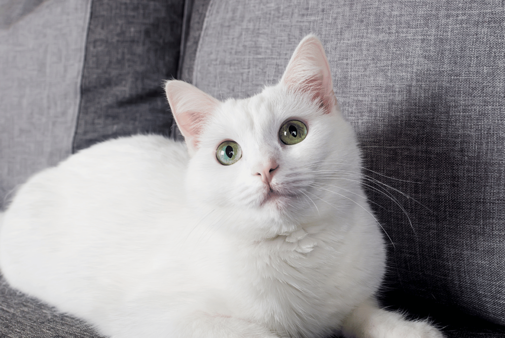 The Newest Cats in Town: 25 Recently Developed Breeds Stealing Hearts