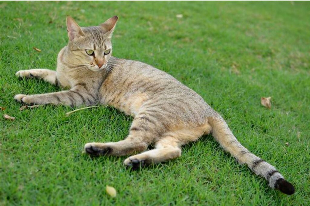 The Newest Cats in Town: 25 Recently Developed Breeds Stealing Hearts