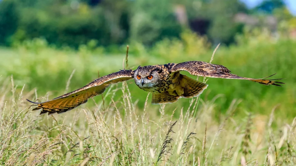35 Animals That Detect Natural Disasters First