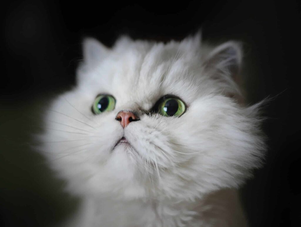 The Newest Cats in Town: 25 Recently Developed Breeds Stealing Hearts