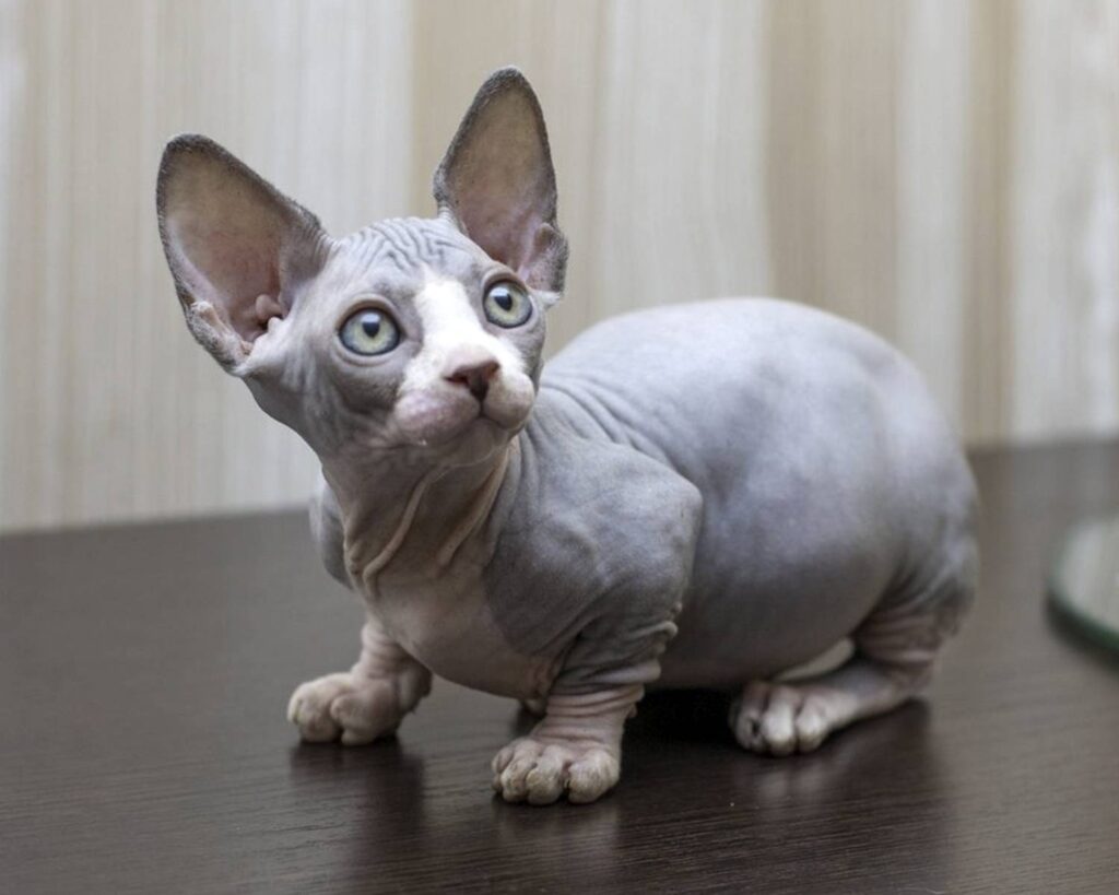 The Newest Cats in Town: 25 Recently Developed Breeds Stealing Hearts