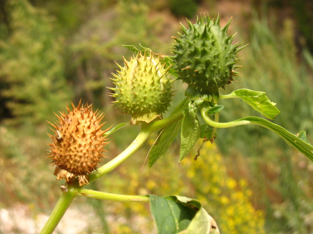 Are These Worth The Risk? The Most Toxic Foods People Still Dare To Eat