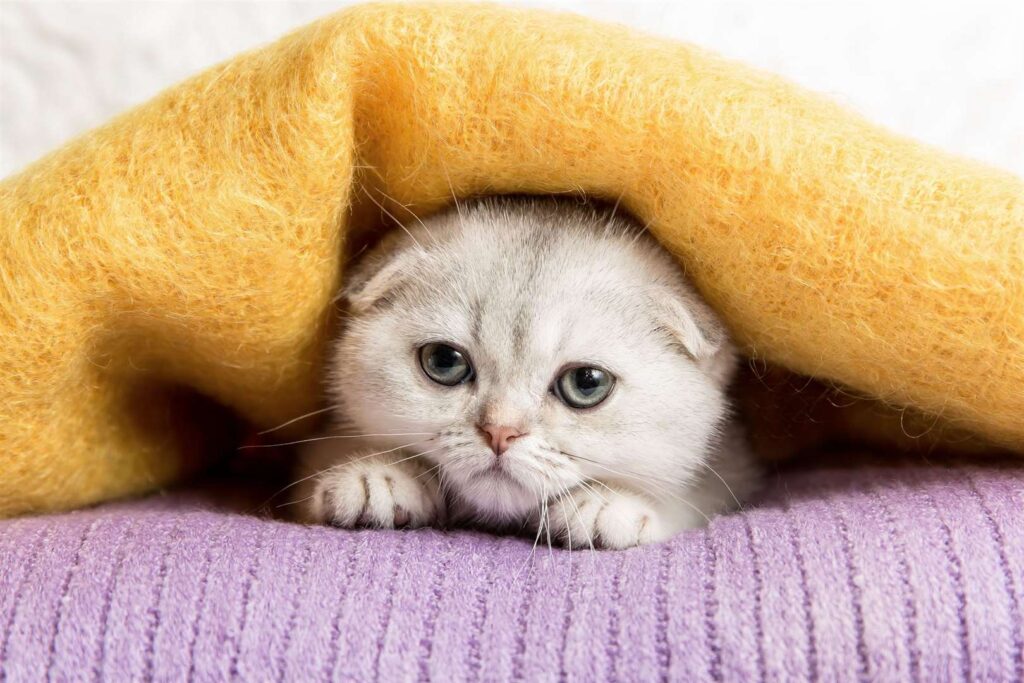 The Newest Cats in Town: 25 Recently Developed Breeds Stealing Hearts