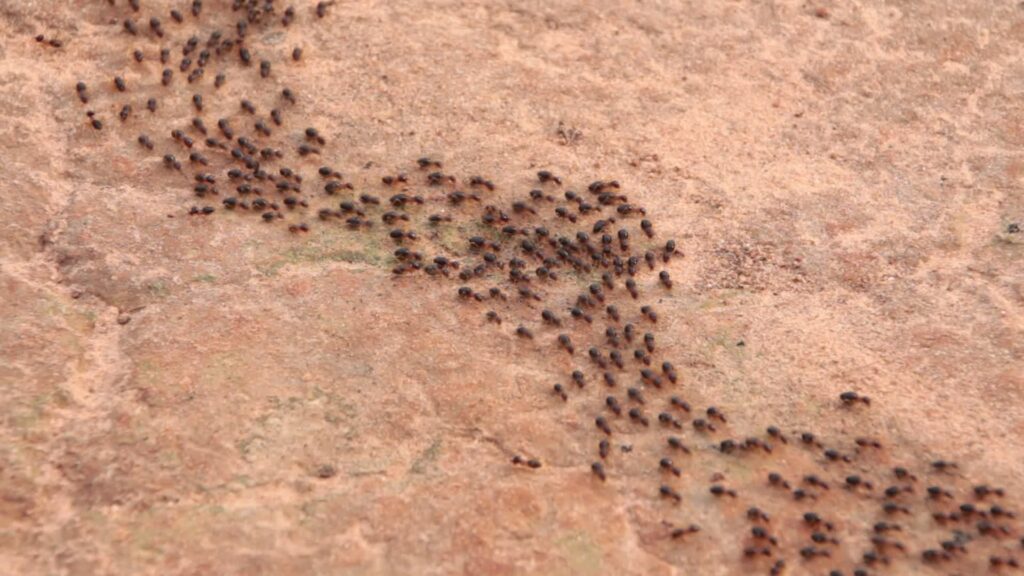 35 Animals That Detect Natural Disasters First