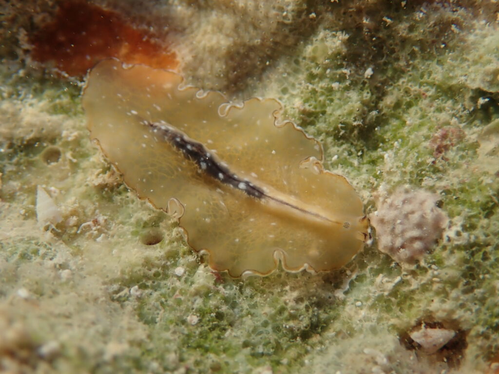 Dark Dwellers: 32 Blind Animals That Turned Darkness Into Their Superpower