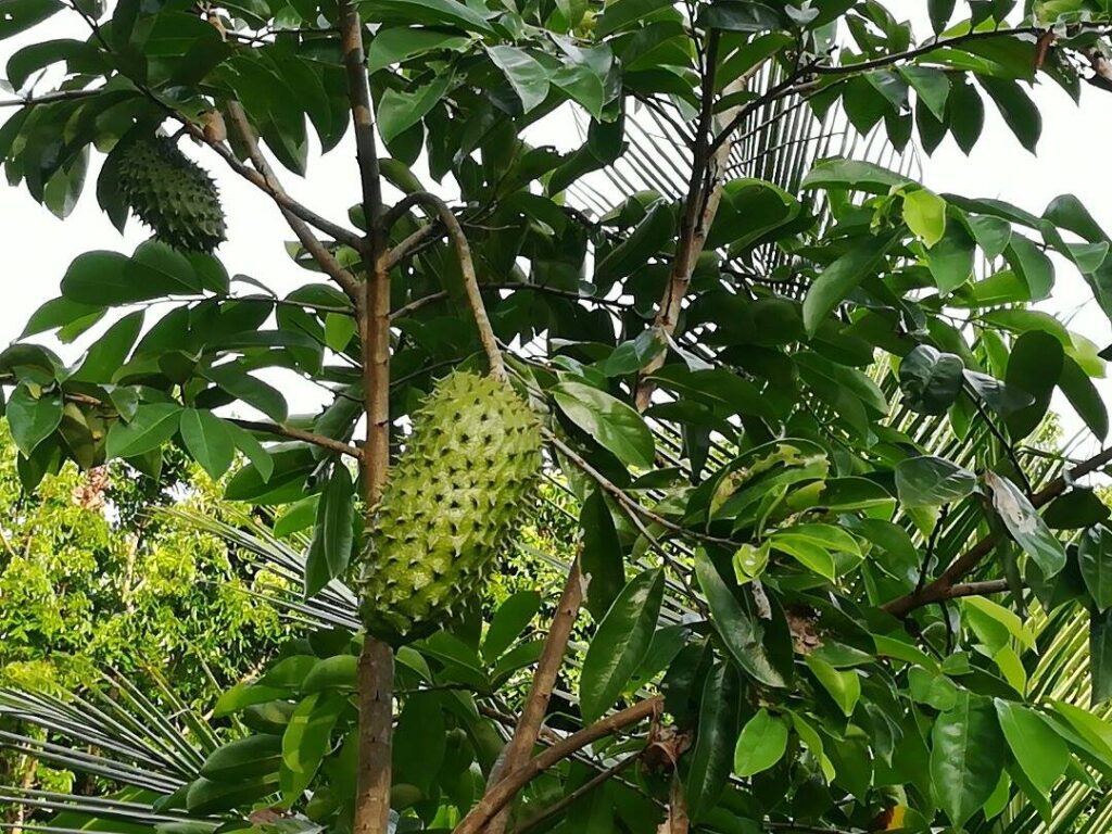 How Fruits Looked Before Humans Got Involved