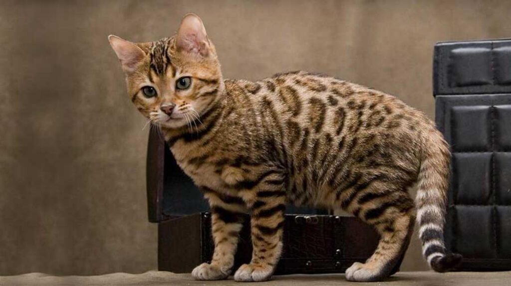 The Newest Cats in Town: 25 Recently Developed Breeds Stealing Hearts