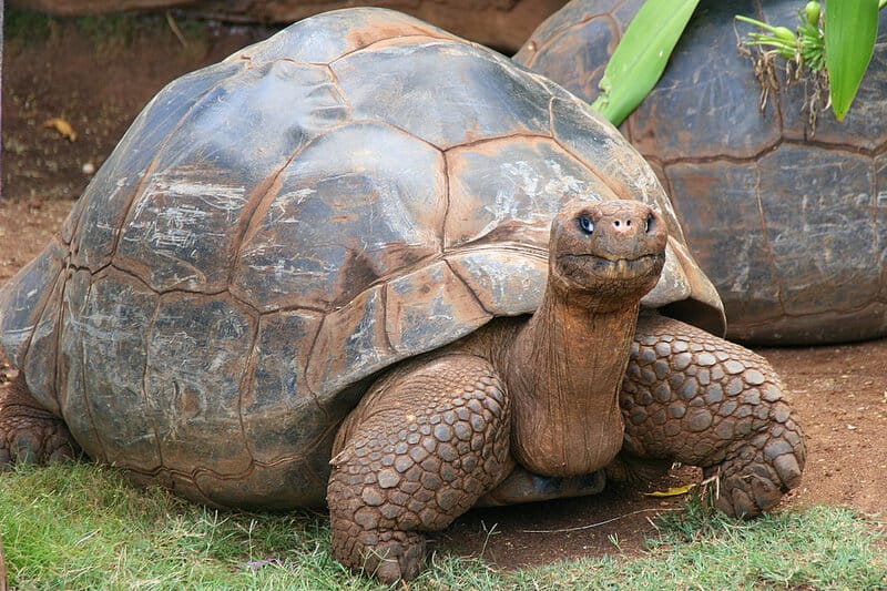 37 of the Rarest Animals That Live Nowhere Else on Earth