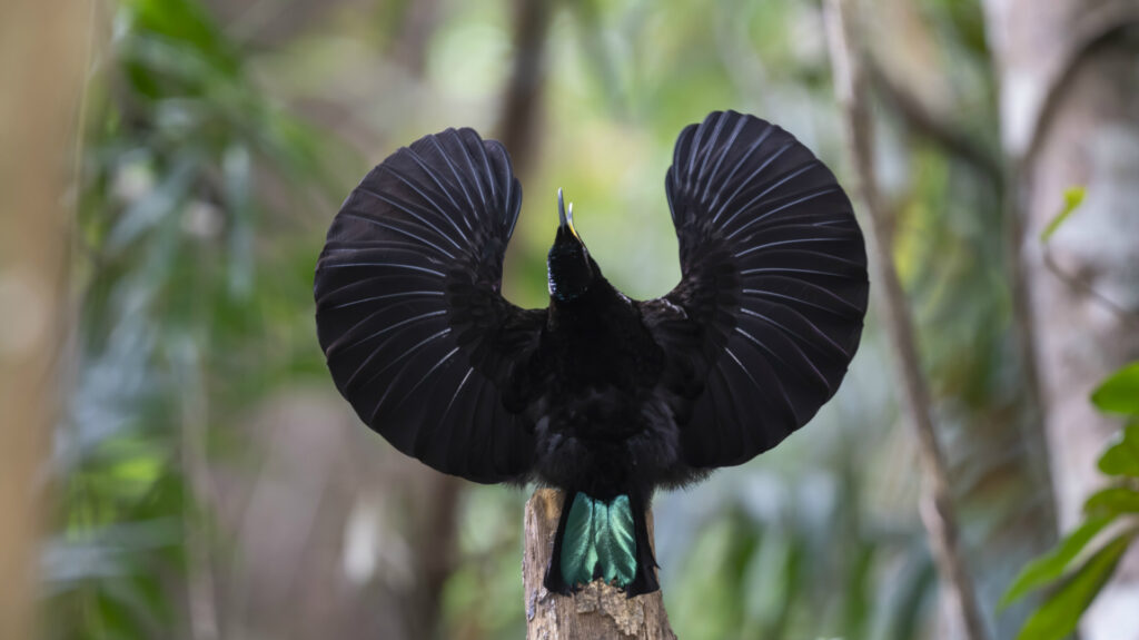 From Courtship to Choreography: 33 Fascinating Birds That Mastered the Art of Dance