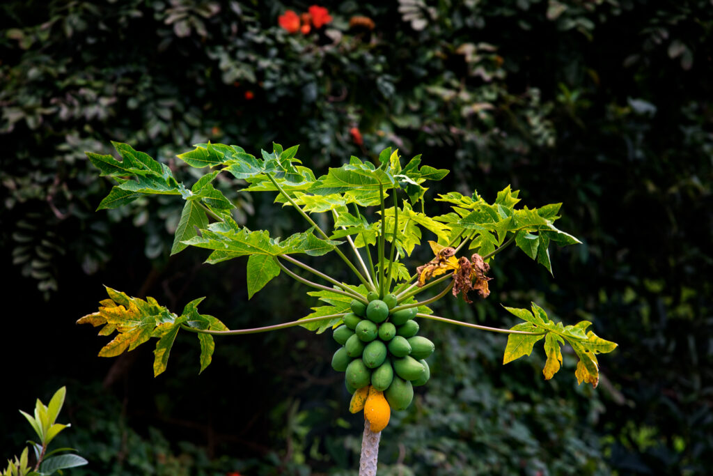 How Fruits Looked Before Humans Got Involved