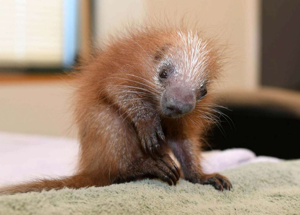 Tiny Paws and Fuzzy Faces: 40 Baby Animals That&#8217;ll Make Your Heart Skip a Beat