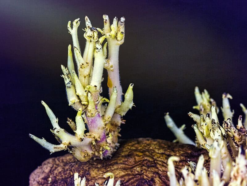 Are These Worth The Risk? The Most Toxic Foods People Still Dare To Eat